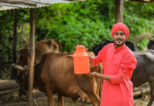 Cow Immunity Booster: Why Every Dairy Farmer Needs It for Healthier and More Productive Cattle Cow Immunity Booster